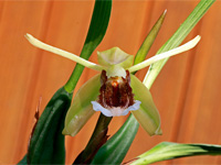 Coelogyne speciosa