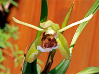 Coelogyne speciosa