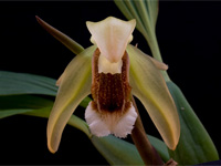 Coelogyne speciosa