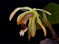 Coelogyne speciosa