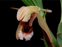 Coelogyne speciosa