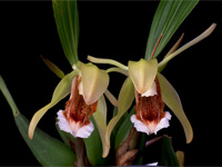 Coelogyne speciosa