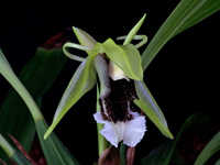 Coelogyne speciosa subsp. speciosa