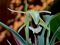 Coelogyne speciosa subsp. speciosa