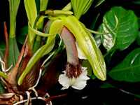 Coelogyne speciosa subsp. speciosa