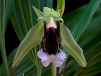 Coelogyne speciosa subsp. speciosa