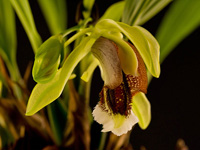 Coelogyne speciosa subsp. speciosa