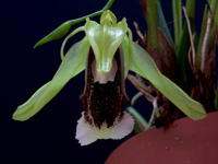 Coelogyne speciosa subsp. speciosa