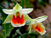 Dendrobium Hsinying Mareezukii