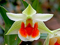 Dendrobium Hsinying Mareezukii