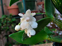 Dendrobium aberrans