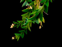 Dendrobium acinaciforme