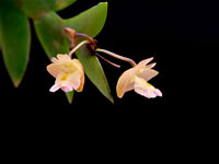 Dendrobium acinaciforme