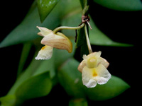 Dendrobium acinaciforme