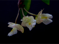 Dendrobium acinaciforme