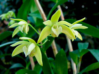 Dendrobium adae