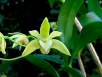 Dendrobium adae