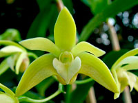 Dendrobium adae