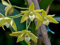 Dendrobium adae