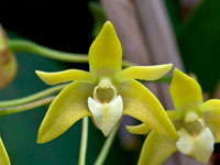 Dendrobium adae