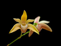 Dendrobium adae