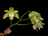 Dendrobium adae