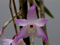 Dendrobium aduncum