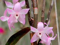 Dendrobium aduncum