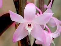 Dendrobium adae