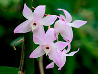 Dendrobium aduncum