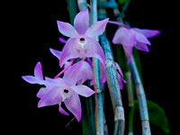 Dendrobium aduncum