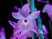 Dendrobium adae