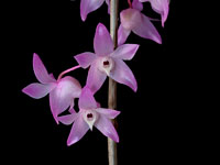 Dendrobium aduncum