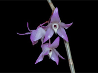 Dendrobium aduncum