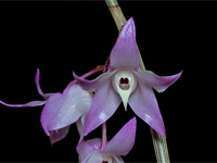 Dendrobium adae