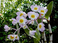 Dendrobium amabile