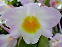 Dendrobium amabile