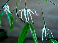 Dendrobium amboinense