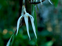 Dendrobium amboinense