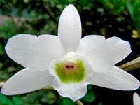 Dendrobium amoenum