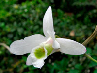 Dendrobium amoenum