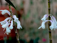 Dendrobium aphanochilum