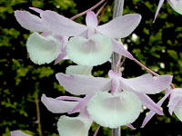 Dendrobium aphyllum