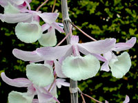 Dendrobium aphyllum