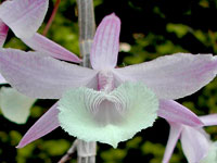 Dendrobium aphyllum