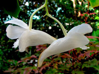 Dendrobium arcuatum