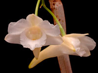 Dendrobium arcuatum