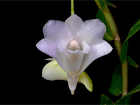 Dendrobium arcuatum