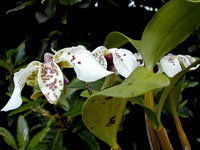 Dendrobium atroviolaceum