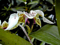 Dendrobium atroviolaceum